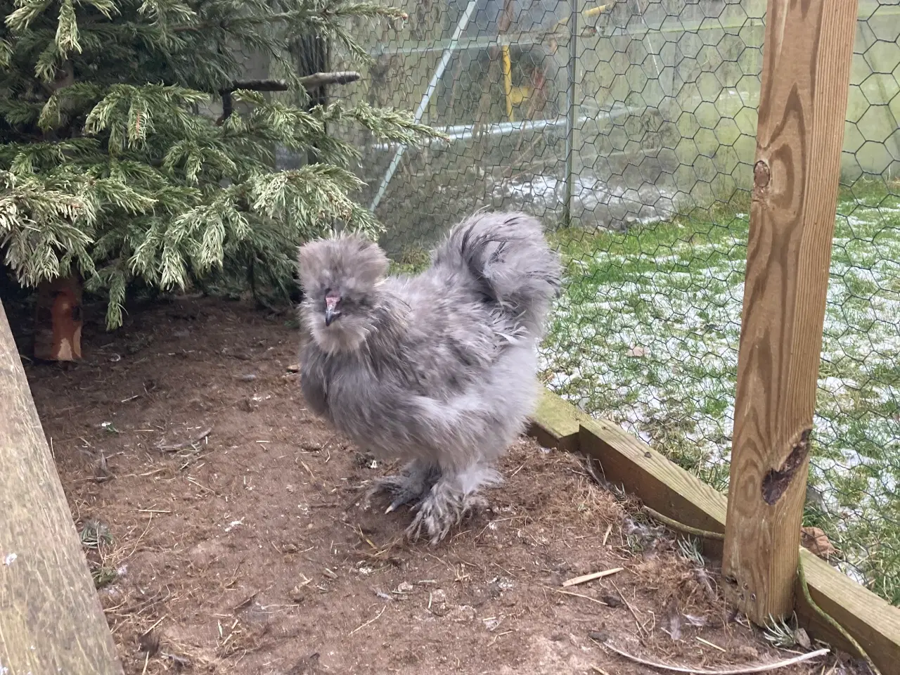 Billede 2 - Silkehane fra september 2025. 