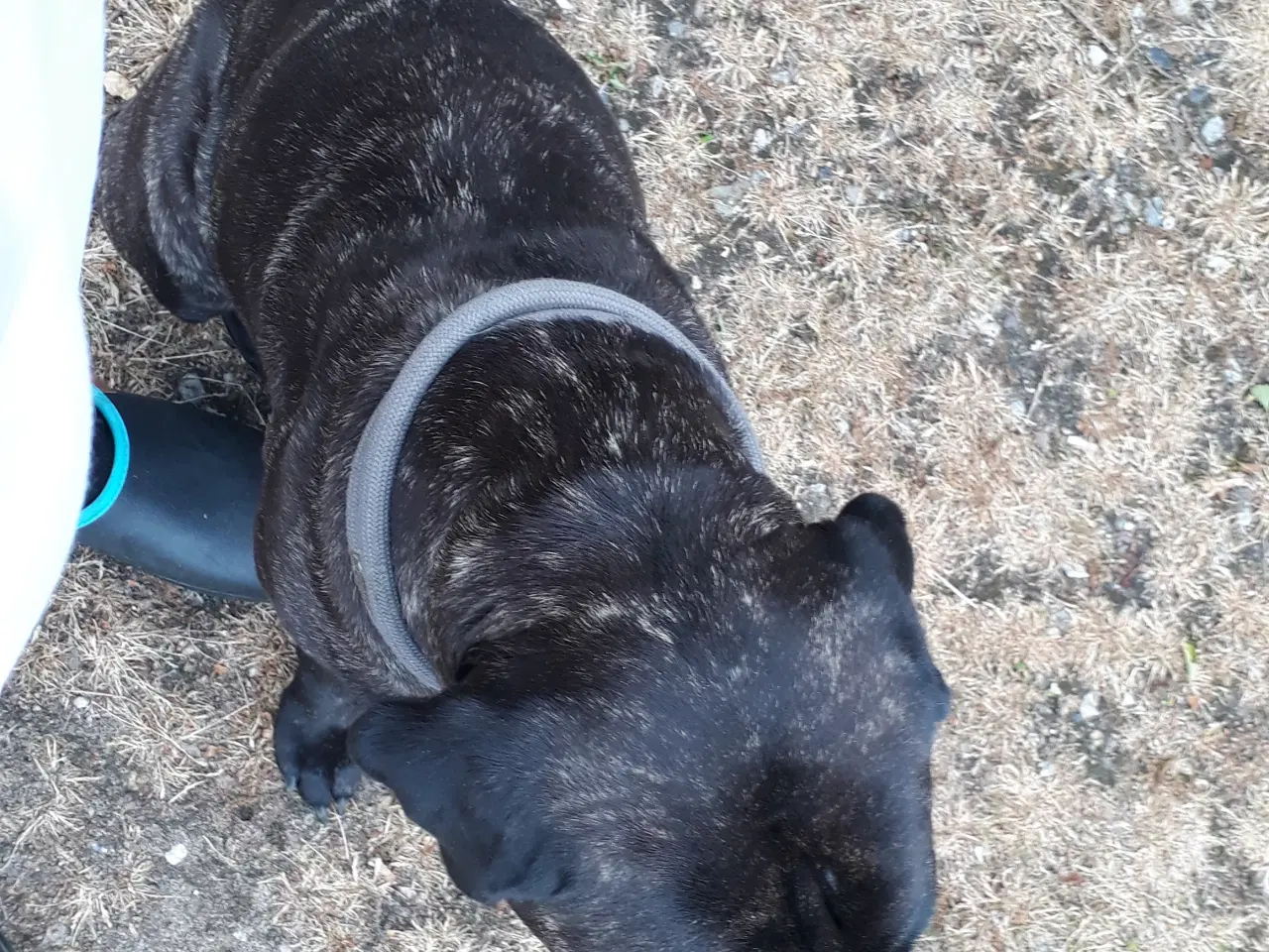 Billede 9 - Cane Corso Hvalpe Sælges. Læs helle teksten. 