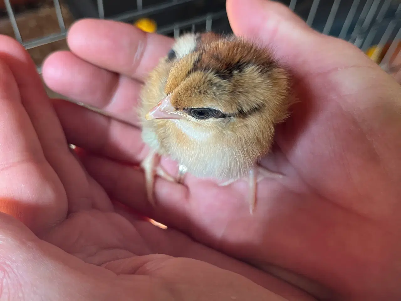 Billede 15 - Daggammel kyllinger 