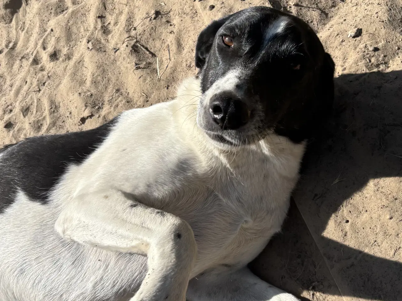 Billede 17 - Wilma søger familie! 🩷