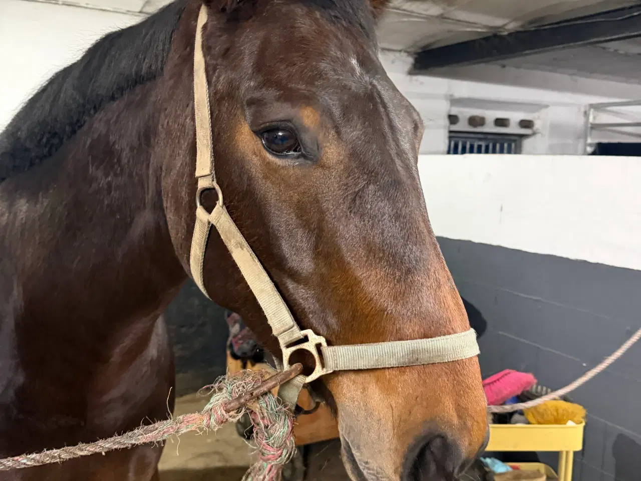 Billede 2 - 6 års oldenborger hoppe 