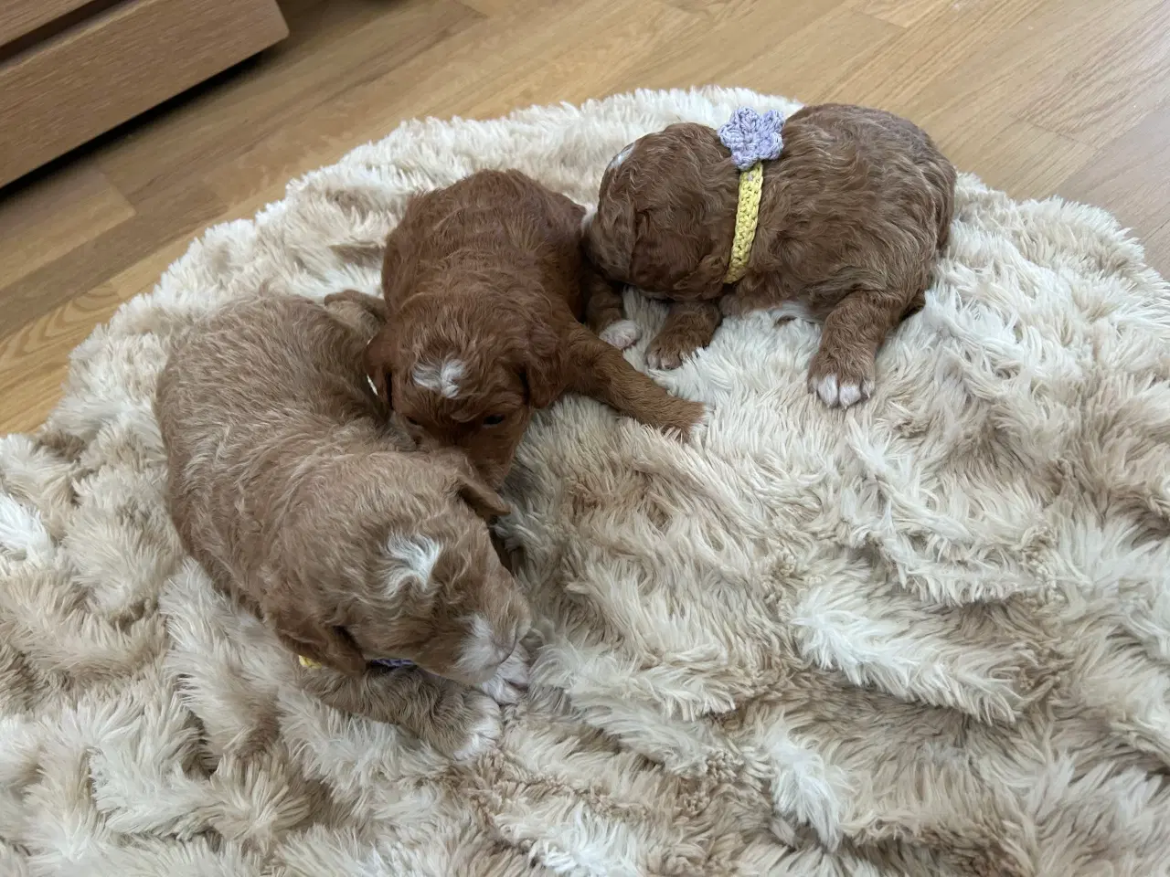 Billede 2 - Vores 2 dværgpuddel har fået 3 hundehvalpe 