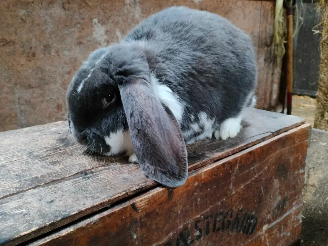 Billede 3 - Fransk vædder 