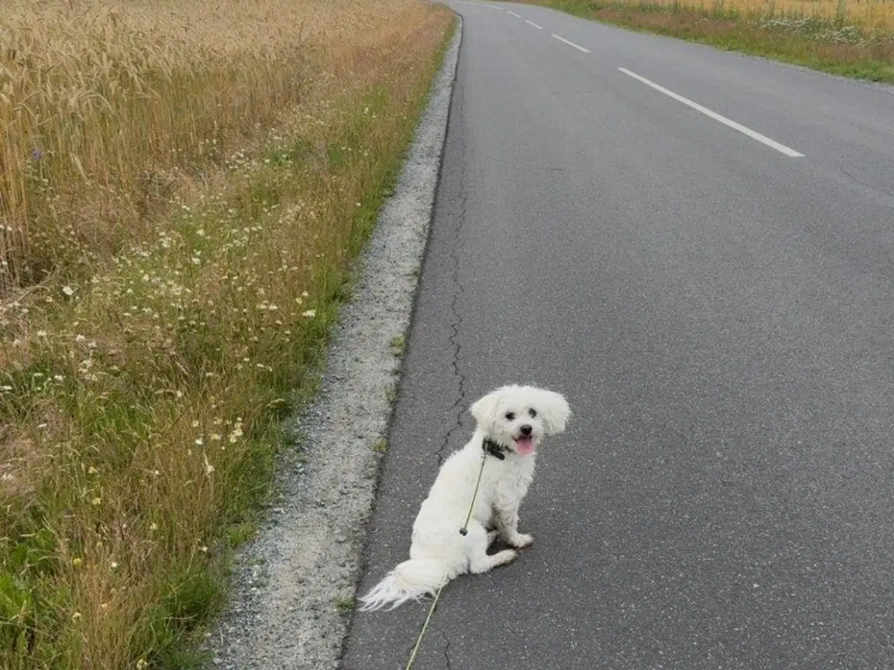 Billede 9 - Bichon havanais hvalpe sælges