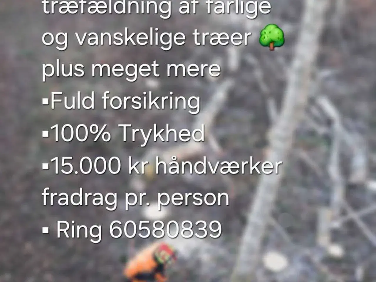 Billede 1 - Træfældning 