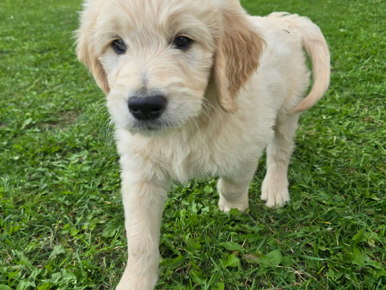 Billede 4 - Goldendoodle han