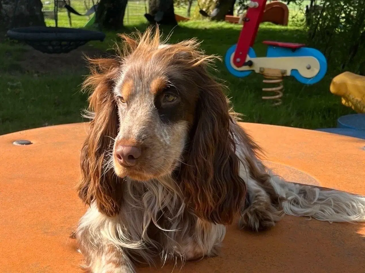 Billede 14 - Cocker spaniel - Blandings hvalpe 