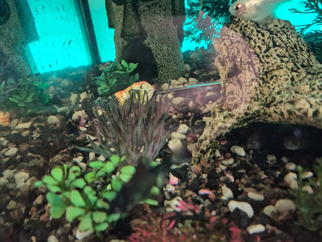 Billede 4 - Gratis fisk 