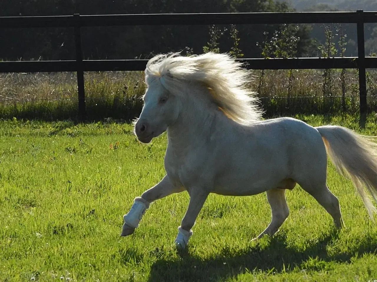 Billede 8 - Mini Shetlænder leases eller byttes i avlssæson 