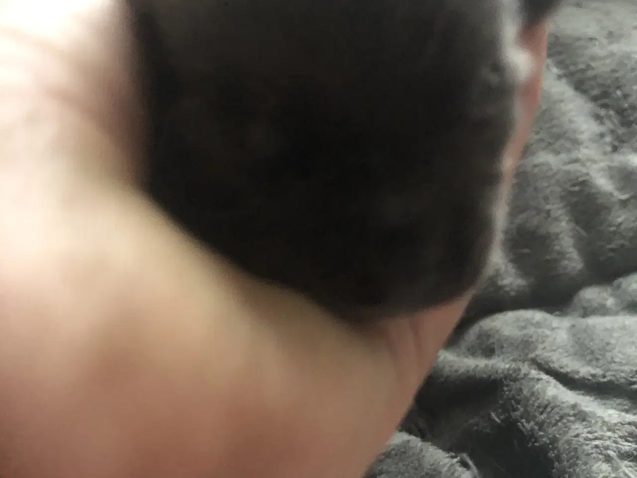 Billede 13 - Shih Tzu / Chihuahua blanding