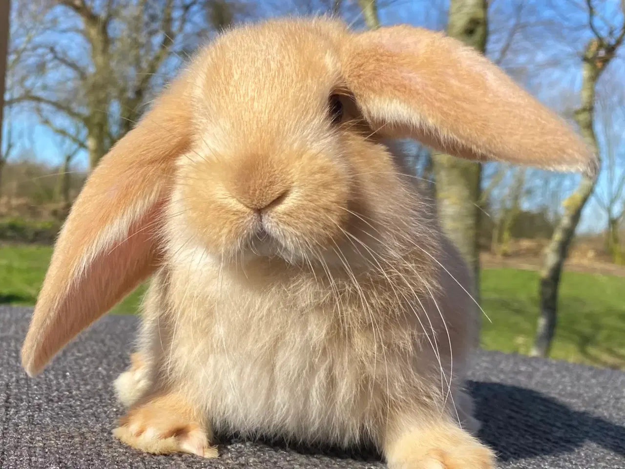 Billede 1 - FRANSK VÆDDER HAN GUL