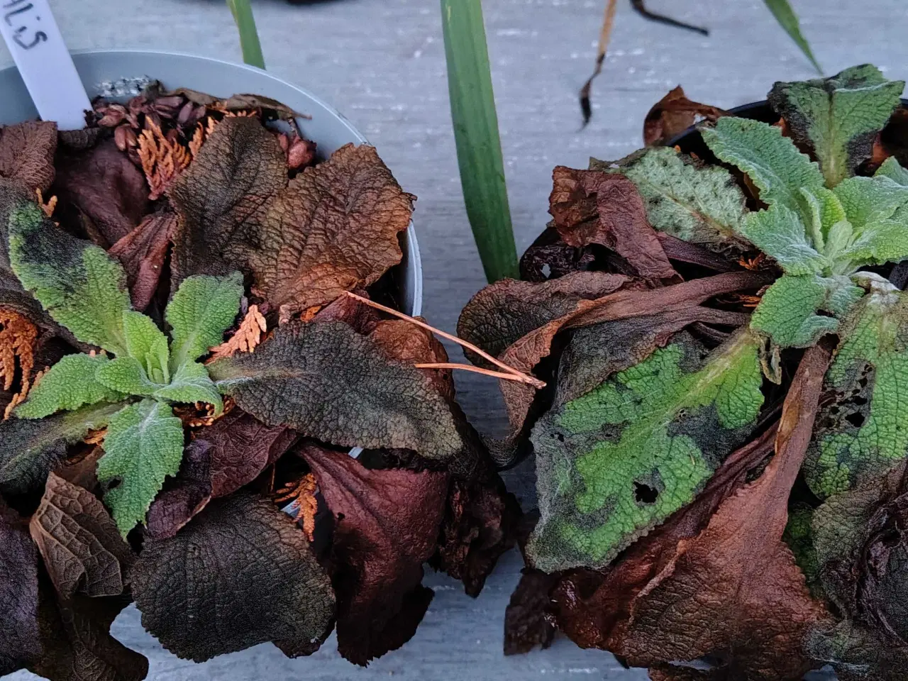 Billede 2 - Fingerbøl / Digitalis