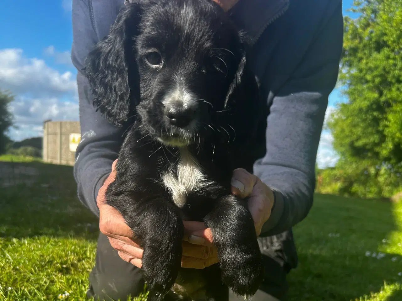 Billede 6 - FT Cocker spaniel