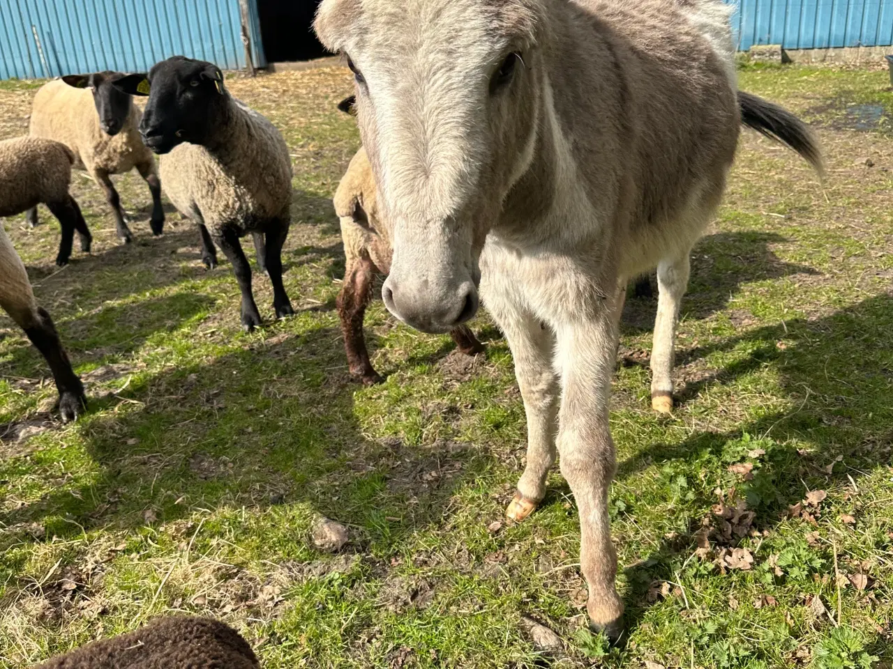 Billede 3 -  Vores skønne æsel hingst Egon søger nyt hjem