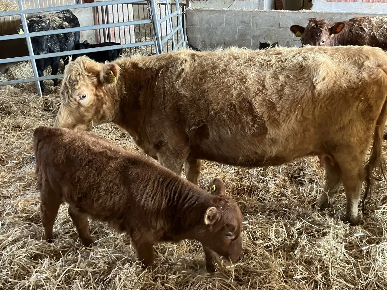 Billede 1 - Dexter ko med kalv