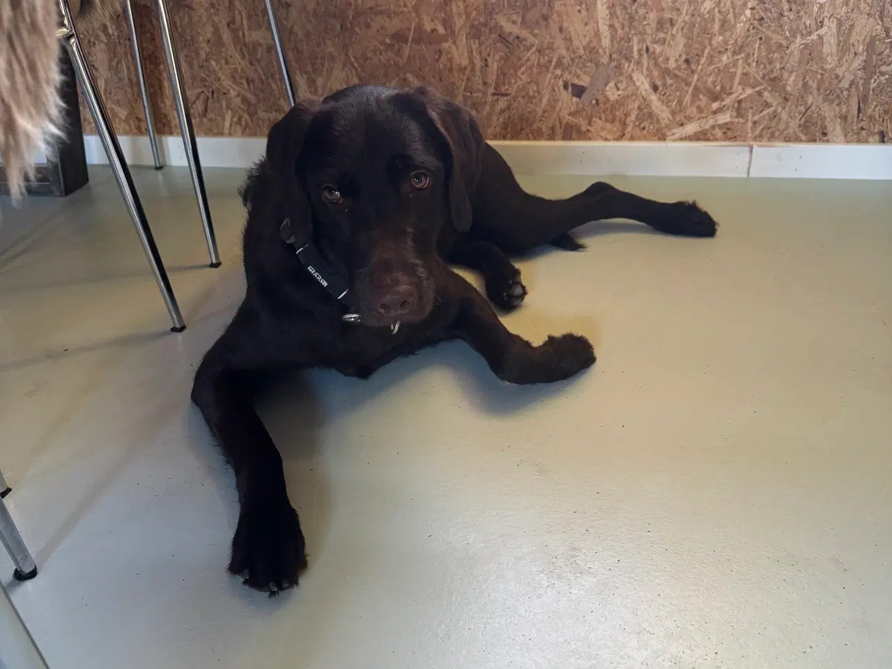 Billede 4 - Labrador/pudel blanding 