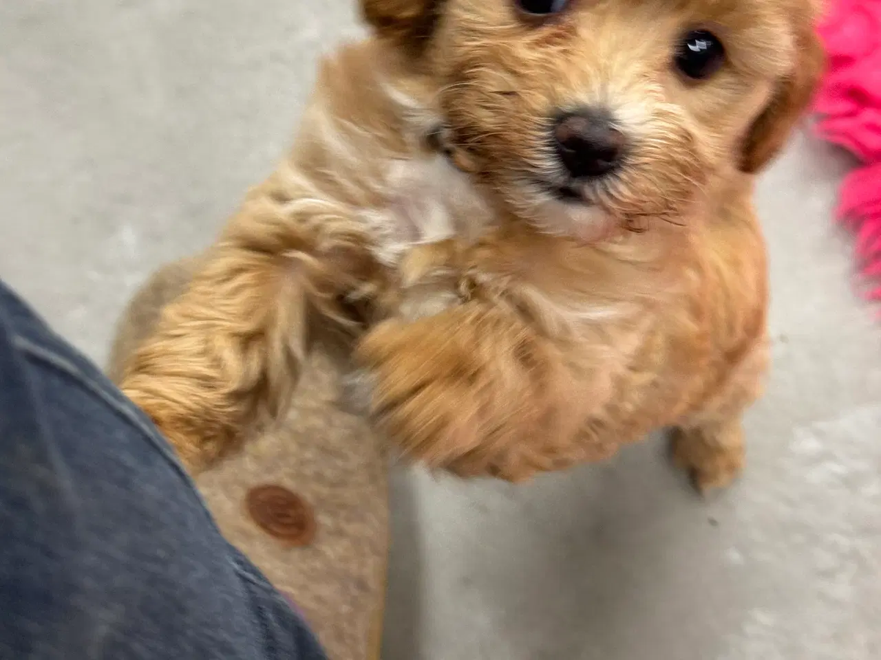 Billede 12 - Maltipoo  få rejseklar 