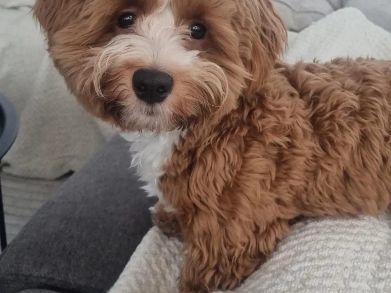 Billede 5 - Shihtzu/Bichon Havanaise hvalper