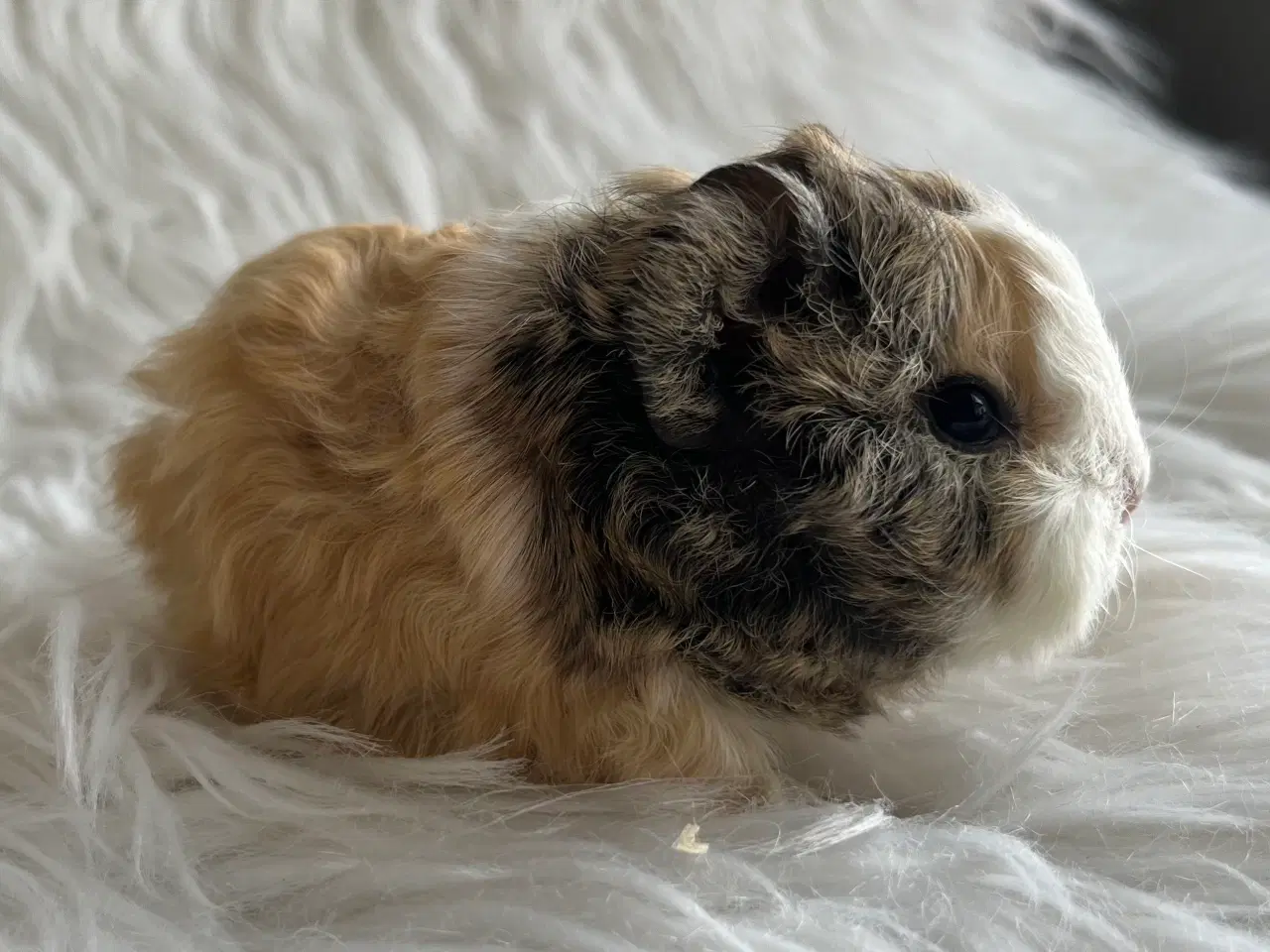 Billede 5 - Han unger