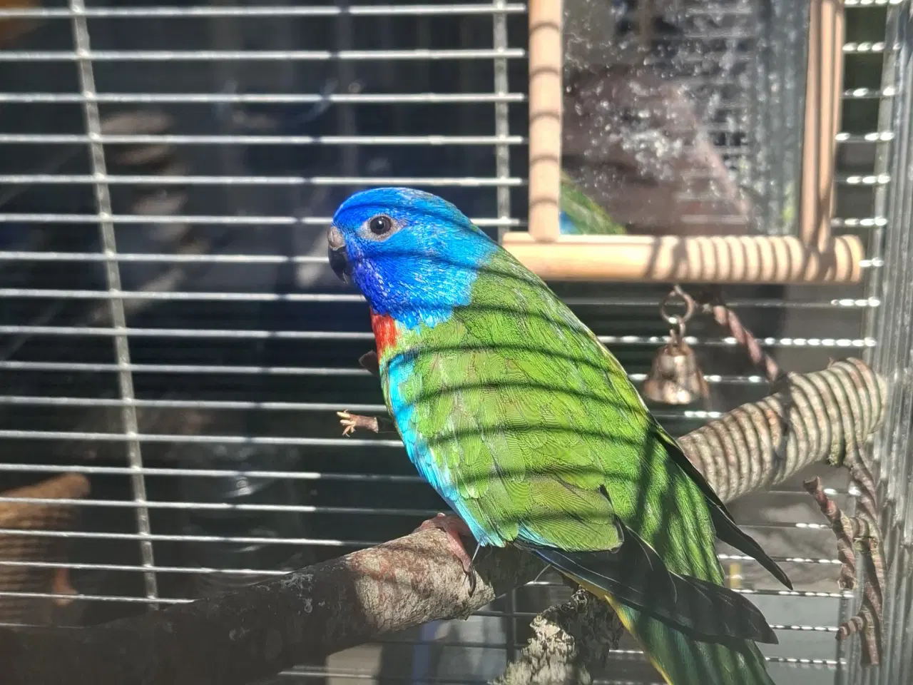 Billede 2 - Søges sangparakit han og græsparakit hun