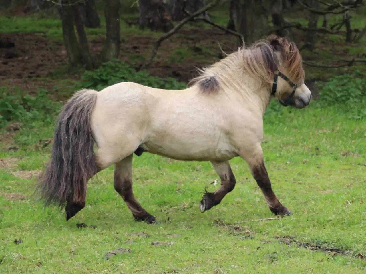 Billede 2 - Bedækning hos sjælden farve hingst