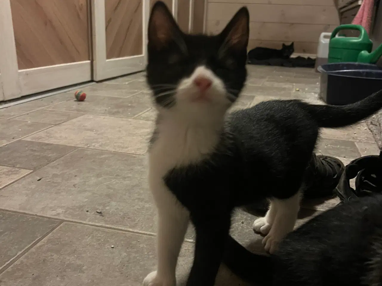 Billede 3 - Killinger gives væk