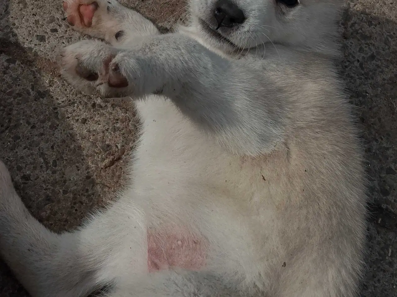 Billede 5 - Alaska Malamute Chow Chow tjekkiske ulvehund husky