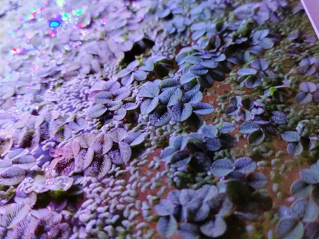 Billede 2 - Akvarie planter Salvinia Minima