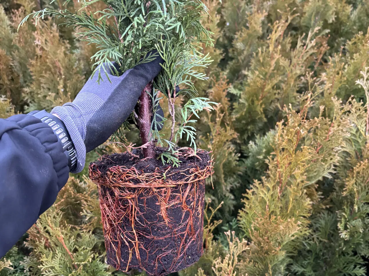 Billede 2 - Thuja Smaragd hækplanter – KUN 59 kr. pr. stk. 