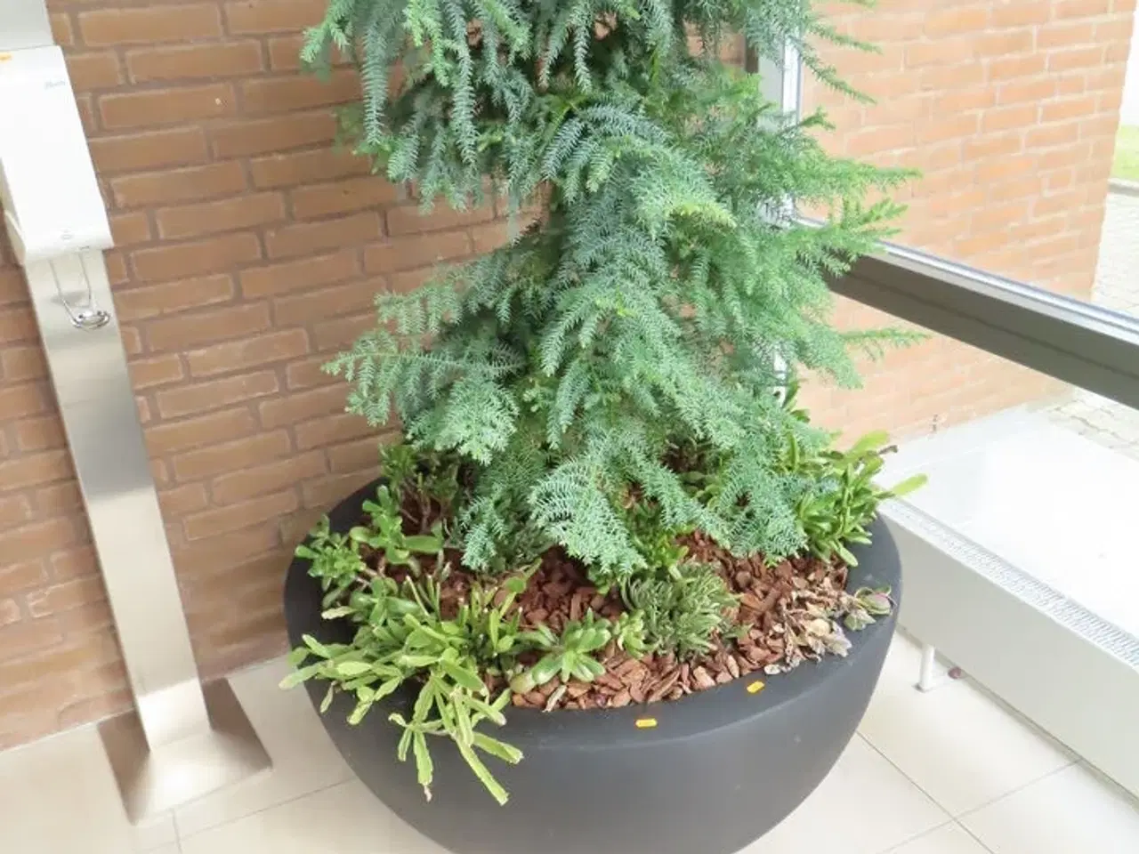 Billede 1 - Plante i krukke ø100 cm.