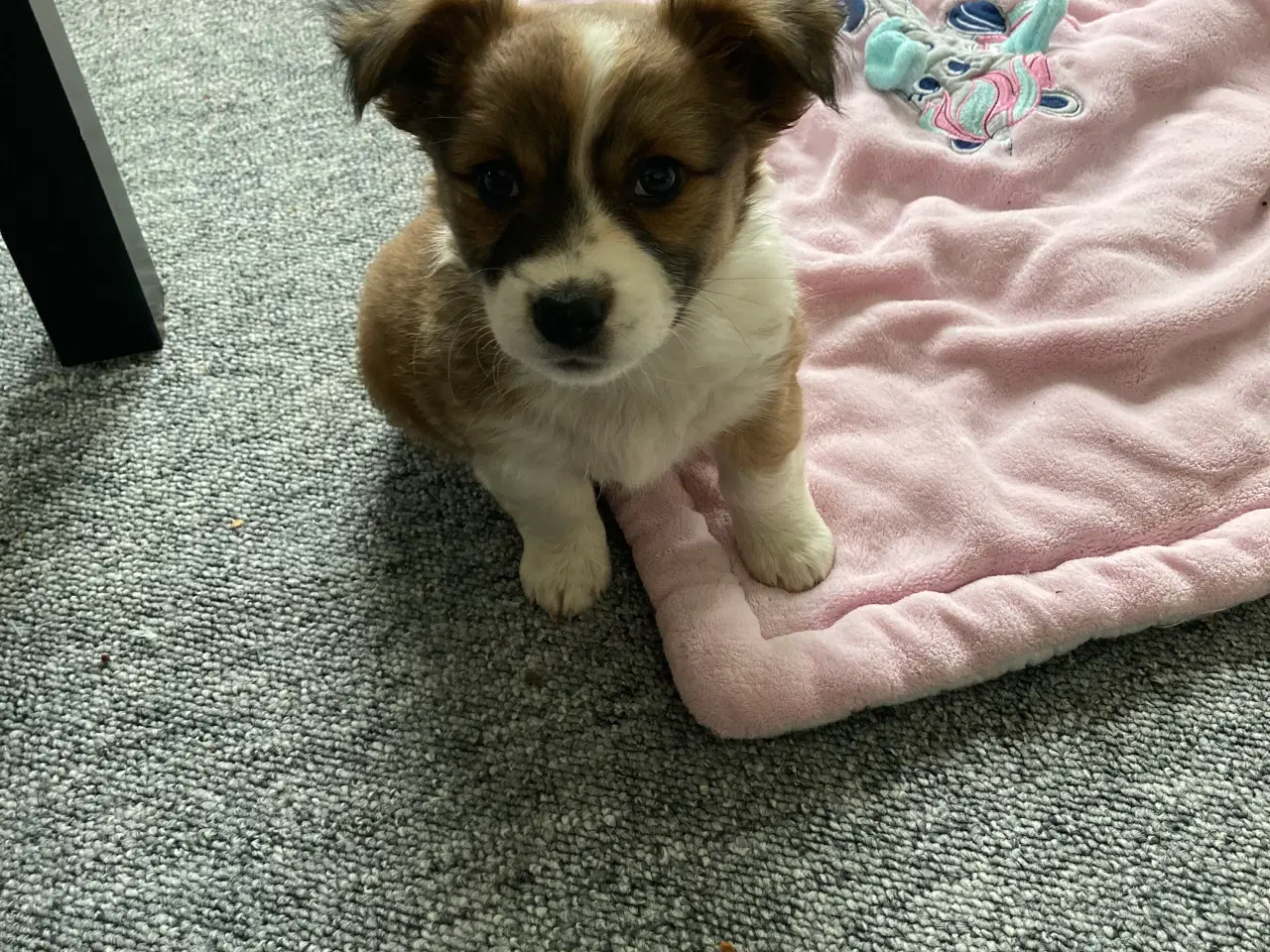 Billede 5 - Corgi terrier