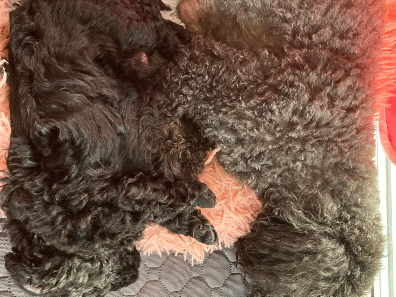 Billede 4 - 5 ugers Dværgpudel drenge