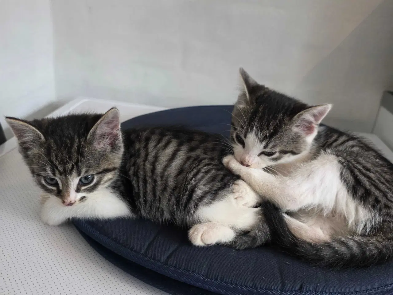 Billede 2 - Søde kattekillinger - 5 killinger