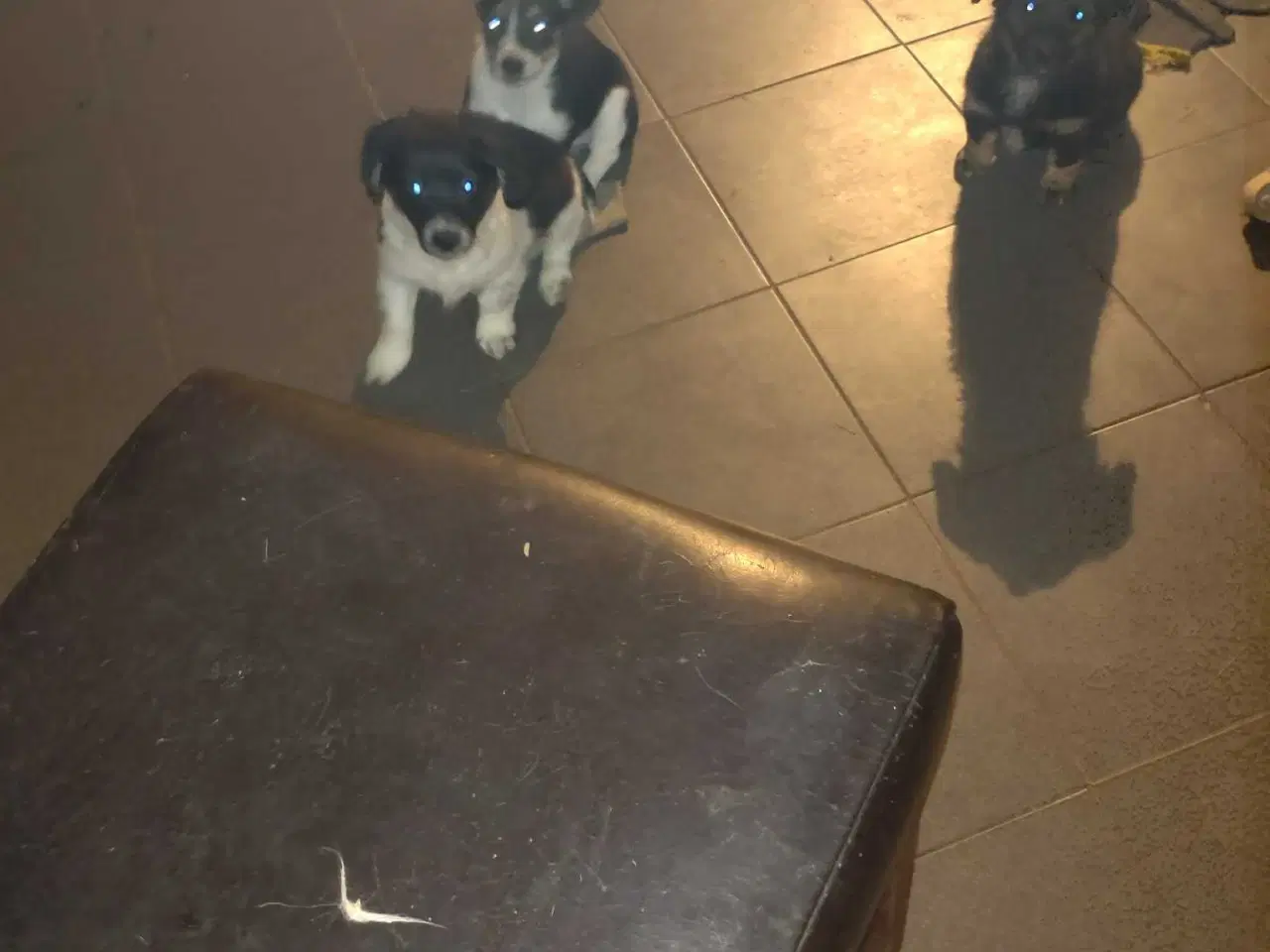 Billede 10 - Jack Russell blanding