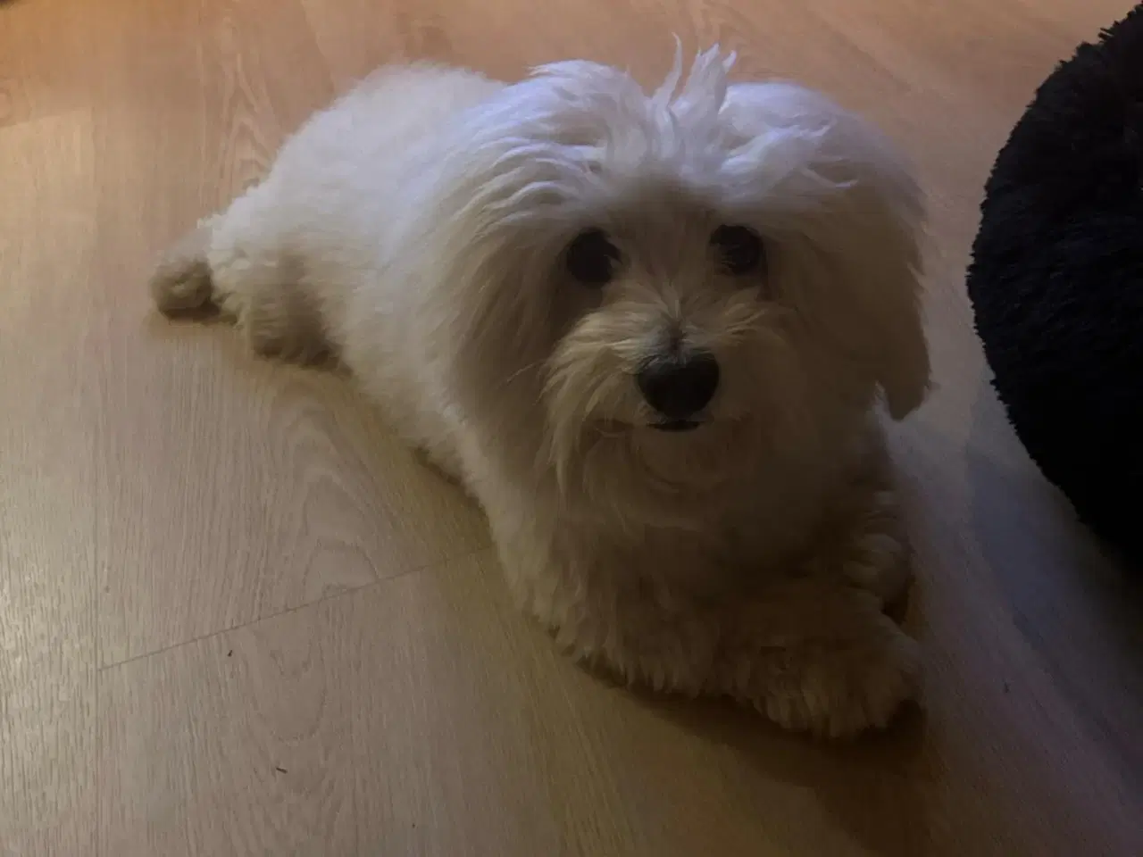 Billede 2 - Coton De Tulear 