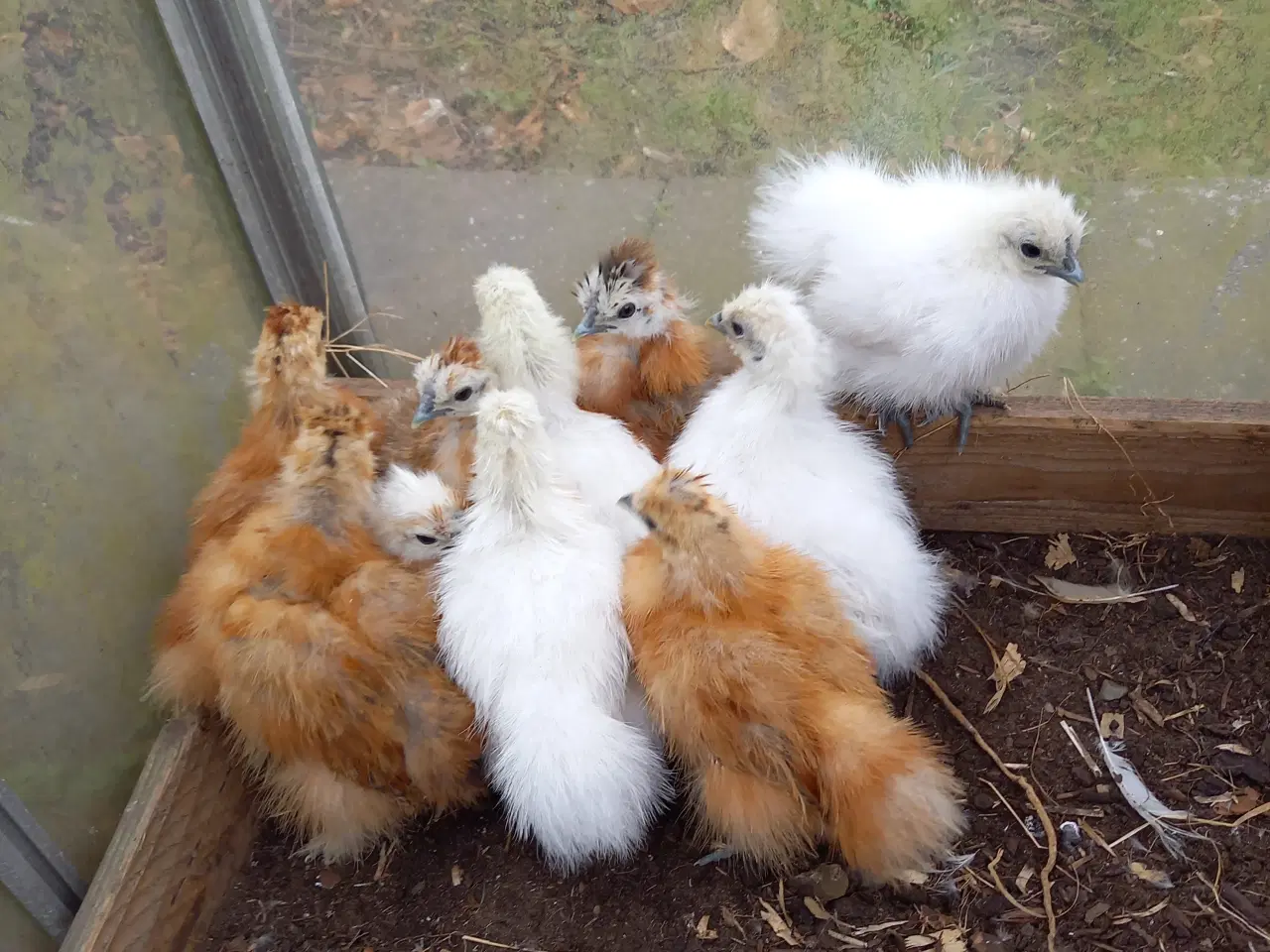 Billede 4 - 10 kyllinger fra dværg silkehøns