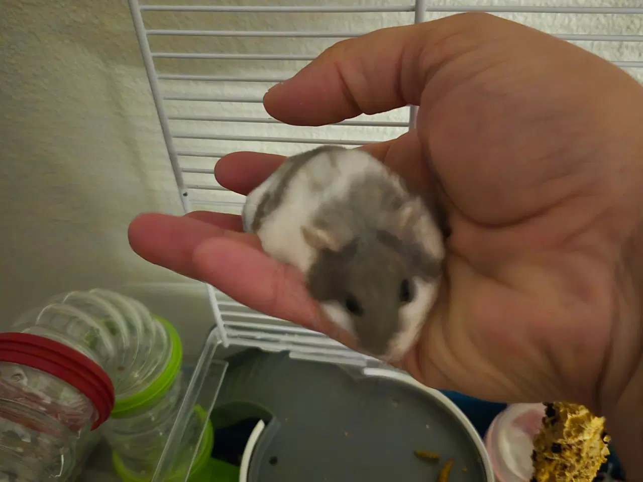 Billede 11 - Søde dværghamstere søger nyt hjem