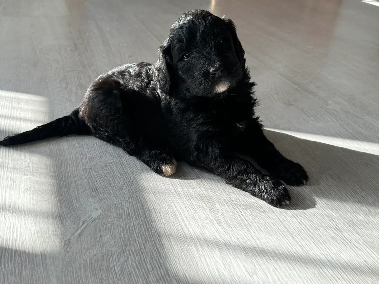 Billede 2 - Bernedoodles hvalp