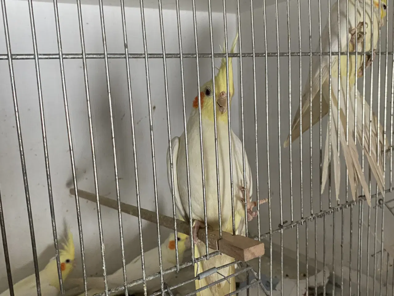 Billede 12 - Kanariefugl 