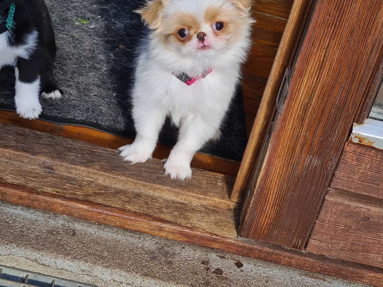 Billede 4 - Japanese chin 