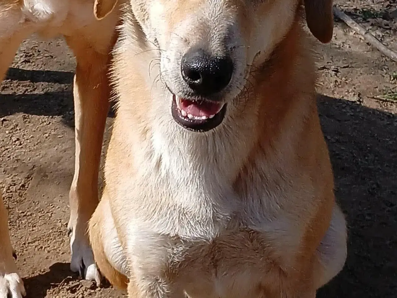 Billede 4 - Dino søger familie