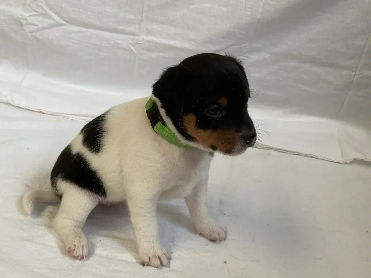 Billede 6 - Dansksvensk gårdhundehvalpe