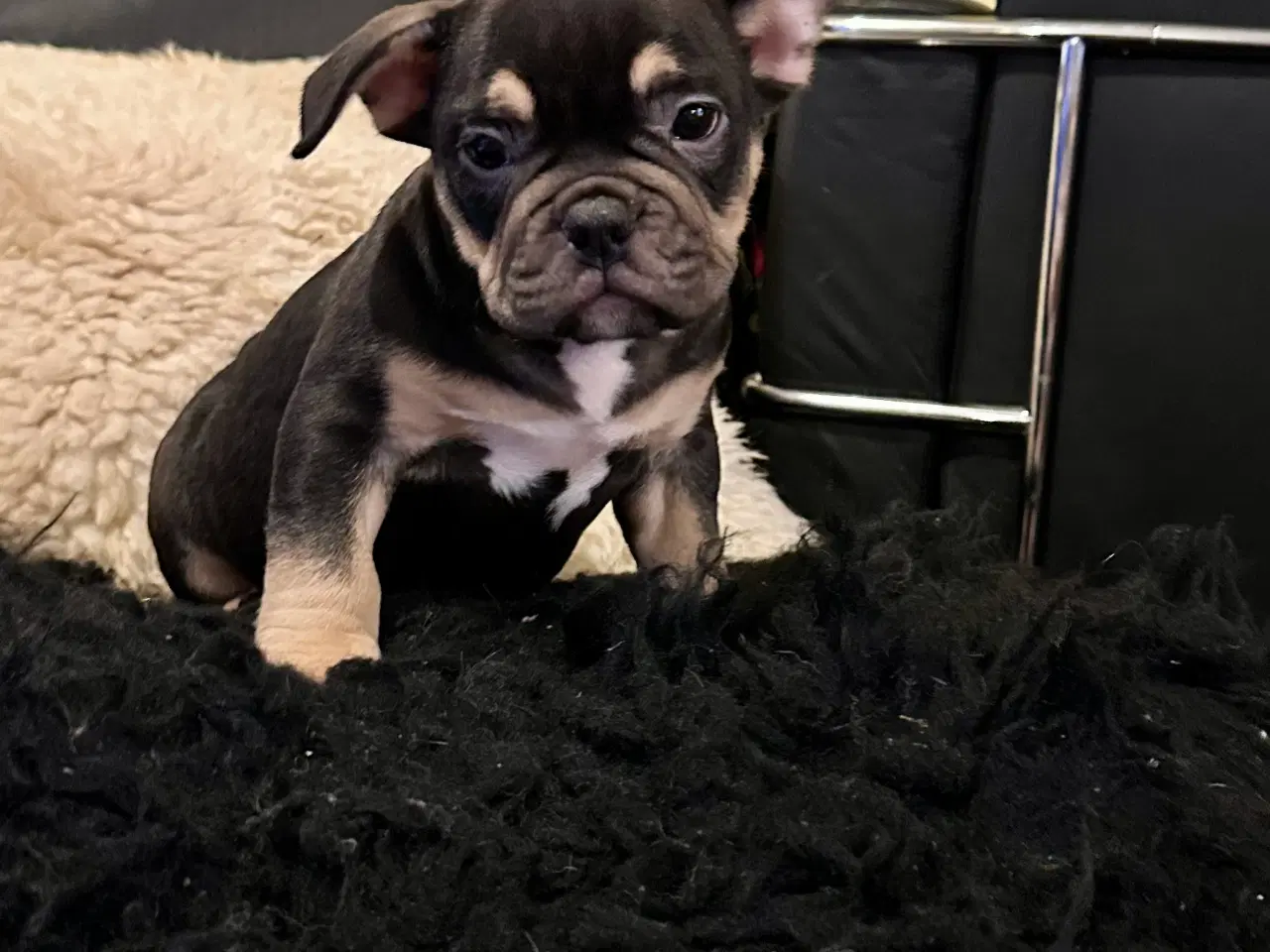 Billede 3 - New english bulldog