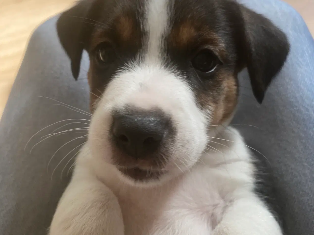 Billede 11 - Jack russel terrier 
