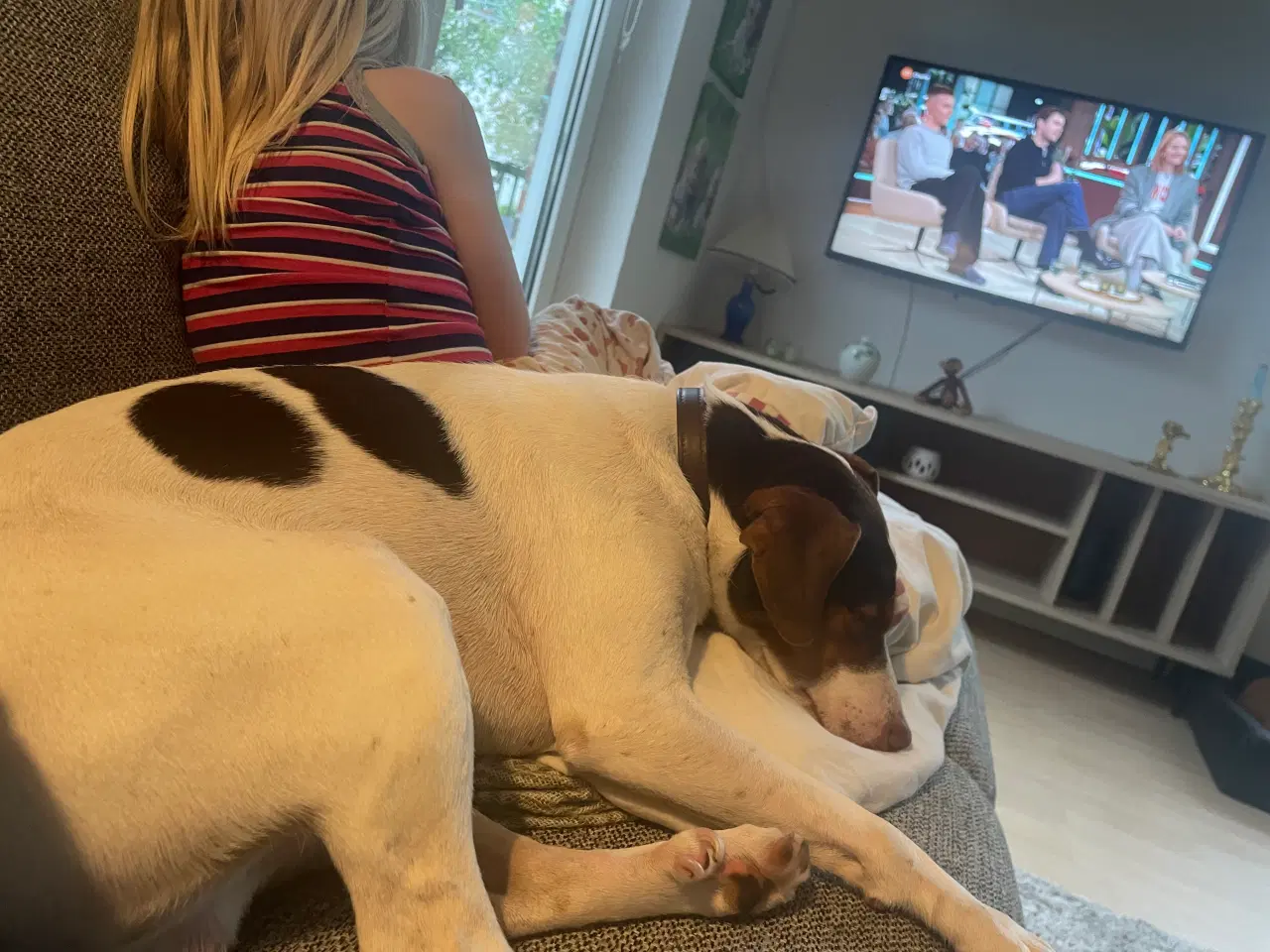 Billede 5 - Dansk svensk gårdhund