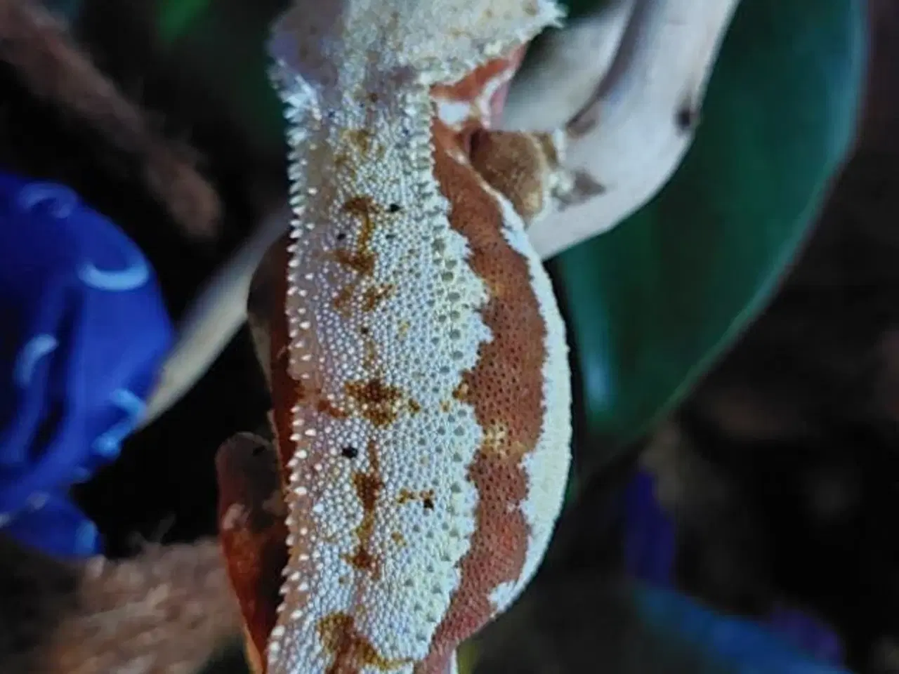 Billede 1 - Kronegekko Lilly White 