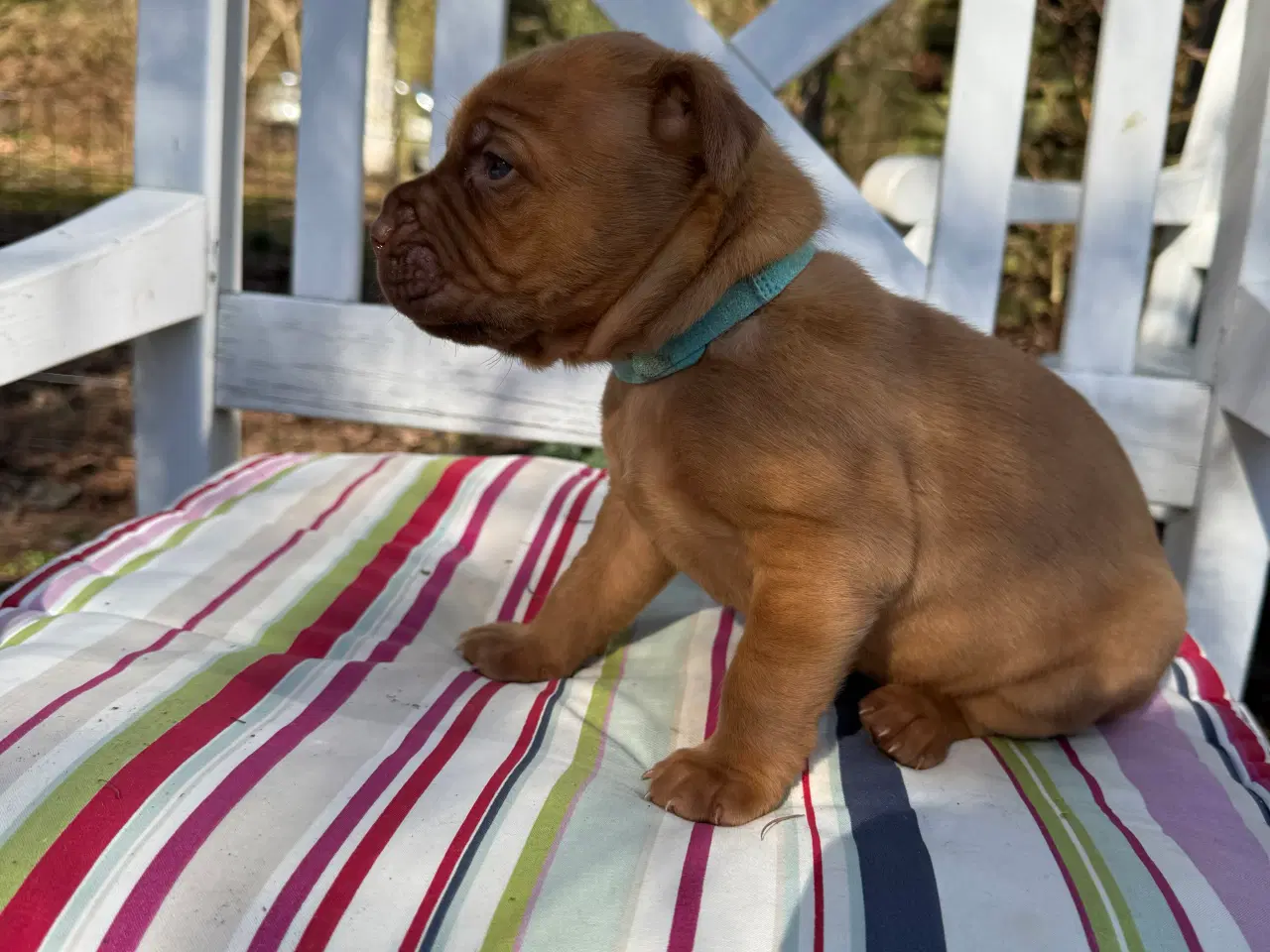 Billede 7 - Smukke fransk mastiff/Dogue de Bordeaux hvalpe 🐾