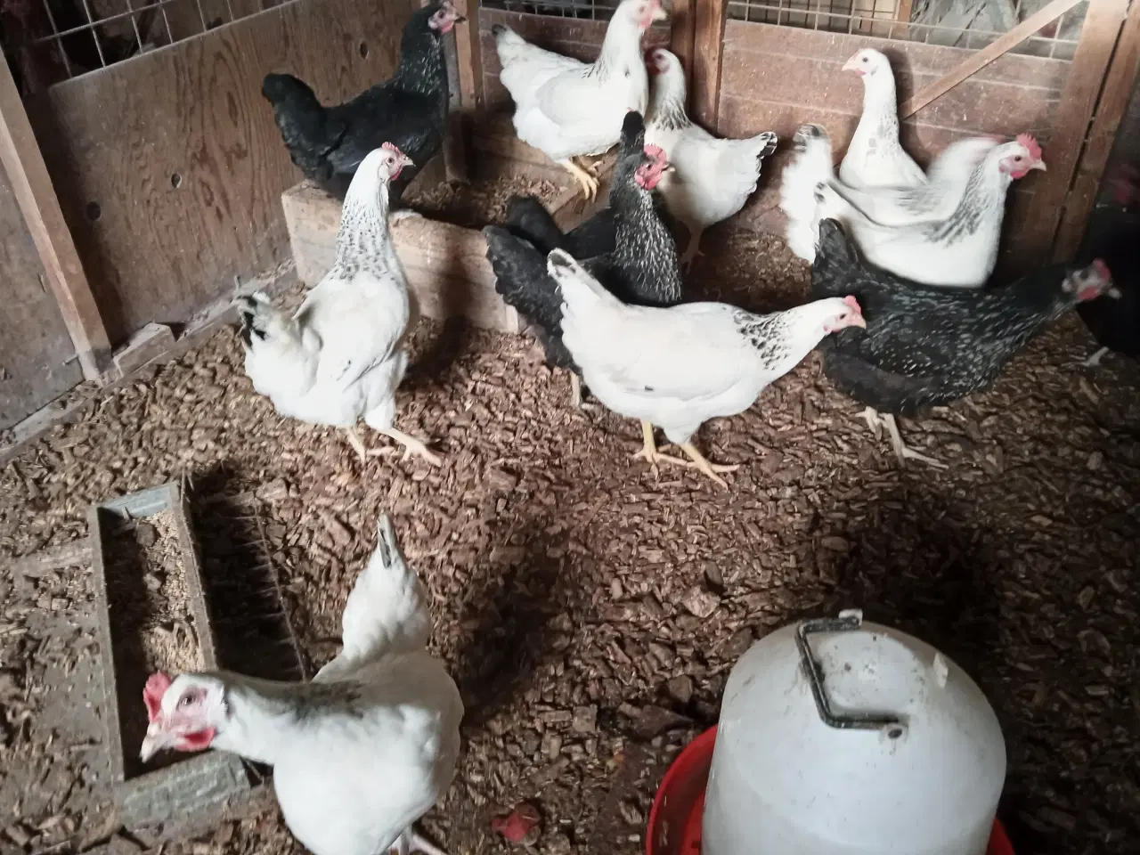 Billede 1 - Høns