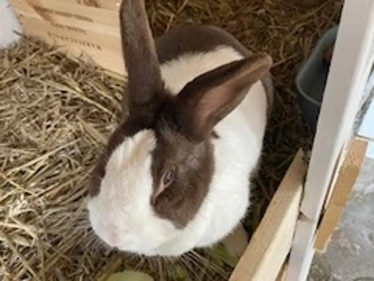 Billede 3 - Hollænder kanin unger 