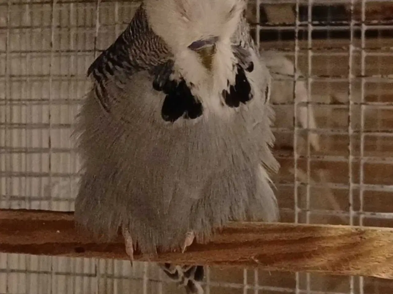 Billede 5 - Engelsk undulat han 